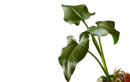 Green plant leaves